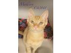 Adopt Mallory a Domestic Short Hair