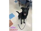 Adopt Sable a German Shepherd Dog