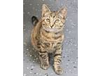 Adopt Berry a Domestic Short Hair