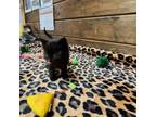 Adopt MaryAnne a Domestic Short Hair