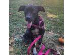 Adopt Millie a Hound