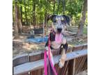 Adopt Maddie a Hound