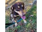 Adopt Mushroom a Chocolate Labrador Retriever