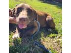 Adopt Queso a Labrador Retriever