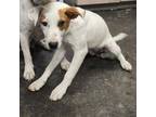 Adopt Saffi a Jack Russell Terrier
