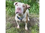 Adopt Sprankles a Pit Bull Terrier