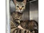 Adopt Cassidy a Domestic Short Hair