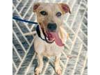 Adopt Cotton a Cattle Dog