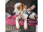 Adopt Sari a Jack Russell Terrier