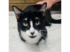 Adopt Felina a Domestic Short Hair