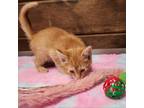 Adopt Celine a Domestic Short Hair