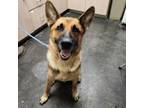 Adopt Ellie Mae a German Shepherd Dog