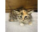 Adopt Minnie a Domestic Short Hair