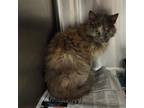 Adopt Daisy a Domestic Medium Hair