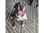 Adopt Junebug a Staffordshire Bull Terrier