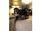 Adopt Moondance a Hound, Terrier
