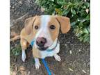 Adopt Rey a Mixed Breed