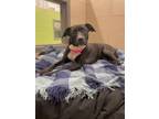 Adopt Birdtrude a Mixed Breed