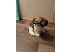 Shih Tzu