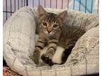 Adopt A Winkie 4676 a Domestic Short Hair