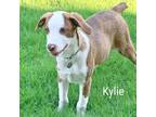 Adopt Kylie a Australian Shepherd, Black Labrador Retriever