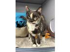 Adopt Evie a Domestic Short Hair