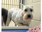 Adopt Shana a Schnauzer, Mixed Breed