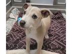 Adopt Dixie a Terrier