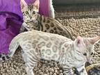 Snow & Brown Bengal Kittens
