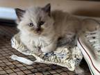 Himalayan Kittens