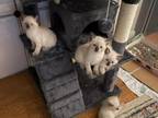 Beautiful Siamese Kittens Three Girls Two Boys