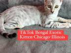 Bengal Kitten Silver FEMALE 3months Old