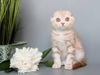Scottish Fold Marble Cinnamon Nile