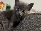 Russian Blue Kitten