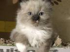 Ragdoll Male Toe Nibbler