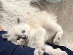 Siamese Kittens Short And Medium Haired