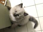 Ragdoll Mink Male