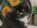 Danny The Black And White Persian