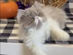 Daffney The Lilac And White Persian