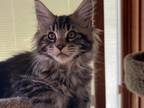 Maine Coon Kitten Female