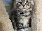 Maine Coon Male Kitten For Sale