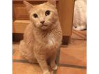 Adopt Peanut a Domestic Short Hair