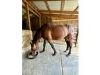 22 Years Young Standardbred, rides and drives