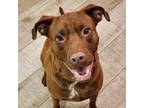 Adopt Demeter a Mixed Breed