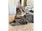Adopt (Bluey) Coco a Domestic Short Hair