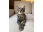 Adopt (Orphan) Maki a Domestic Short Hair