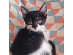 Adopt (Sisters) Yang a Domestic Short Hair