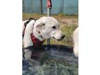 Adopt Laminga a Great Pyrenees, Mixed Breed
