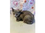 Adopt Chimichanga a American Shorthair