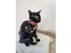 Adopt Winifred a Tortoiseshell, Domestic Short Hair